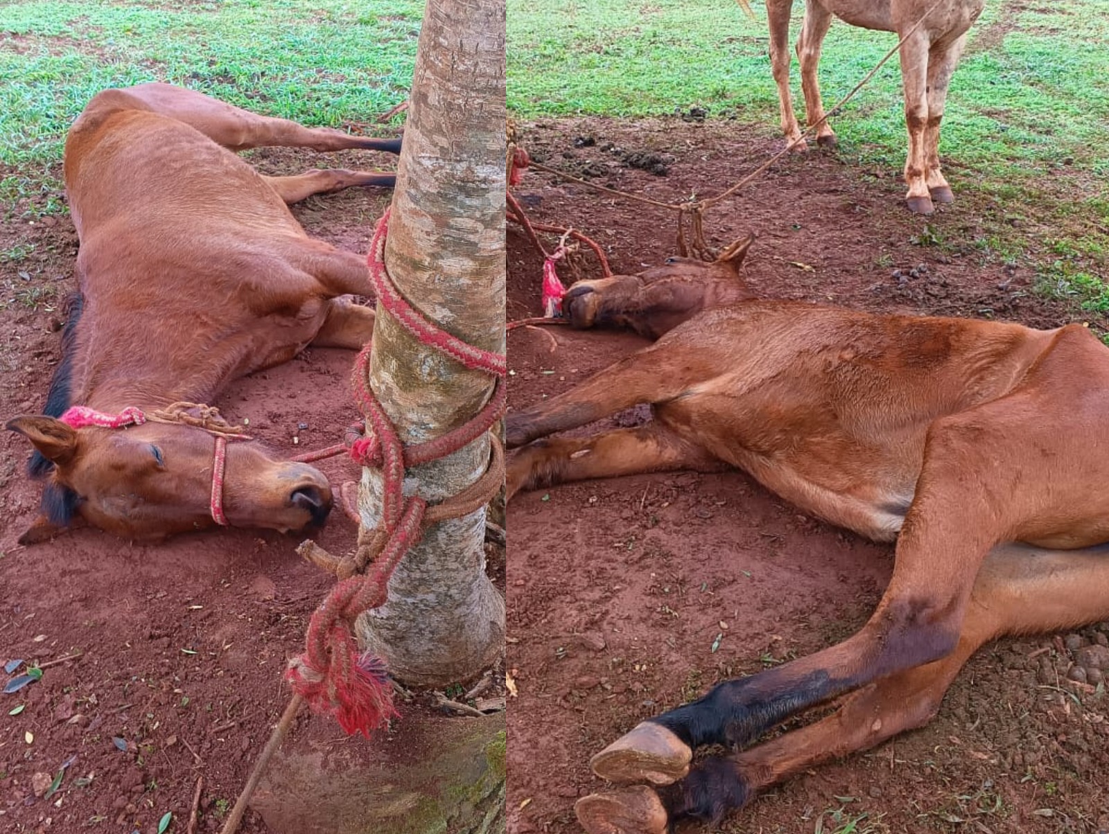 Aberrante maltrato animal en Eldorado: hallaron un caballo agonizando, atado y con la pata rota